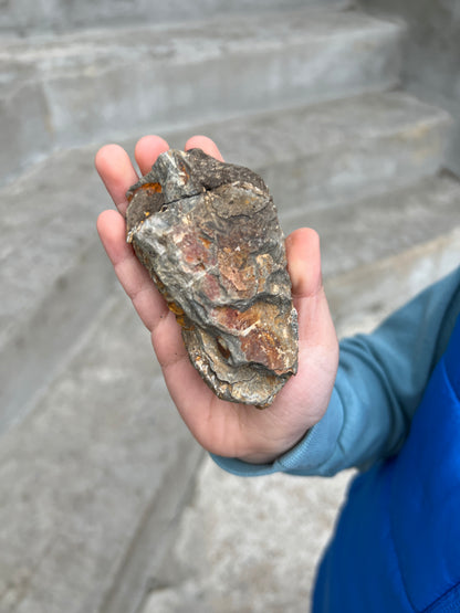 Trilobite