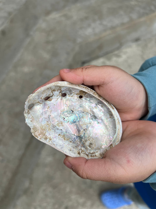 Abalone Shell