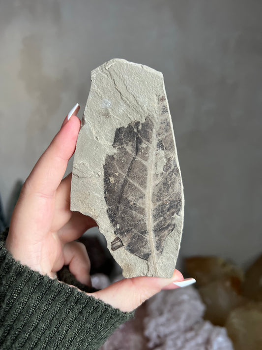 Fossilized Leaf