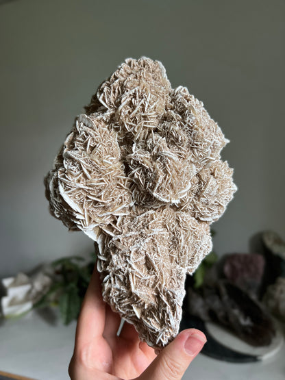 Desert Rose