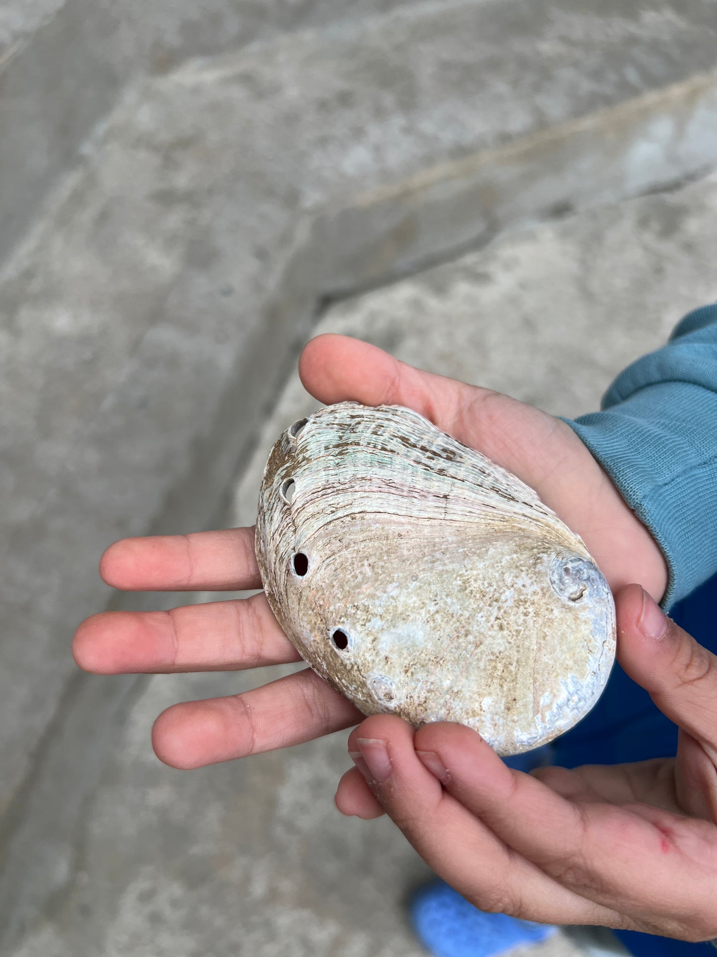 Abalone Shell