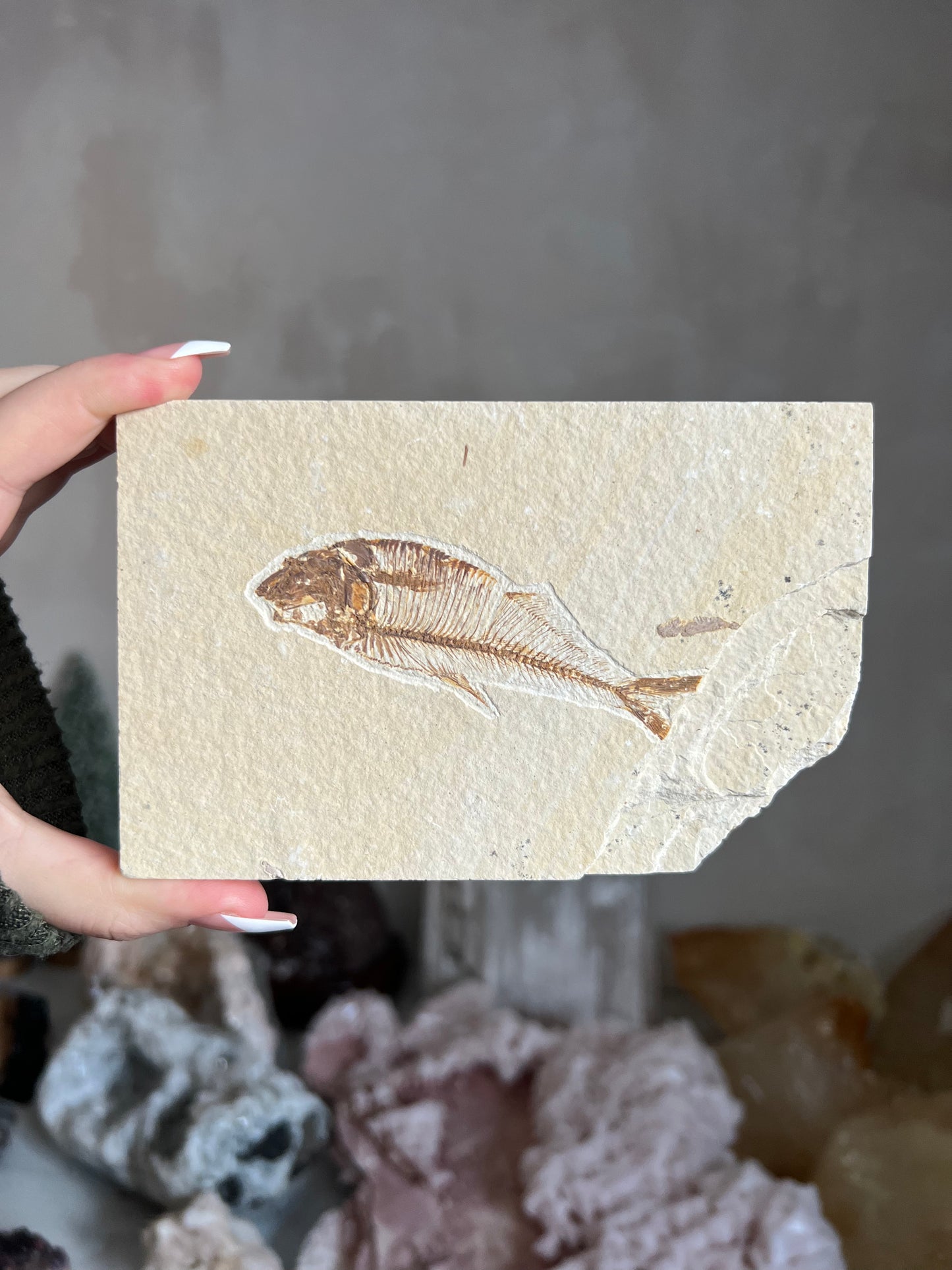 Fossilized Fish