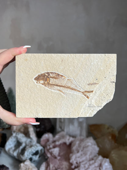 Fossilized Fish