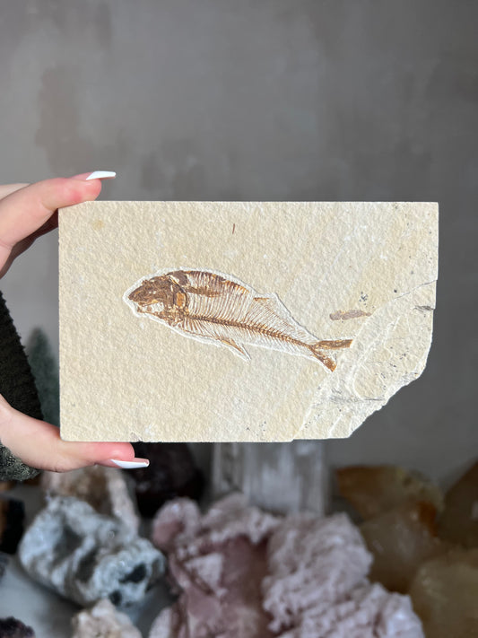 Fossilized Fish