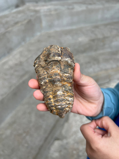 Trilobite