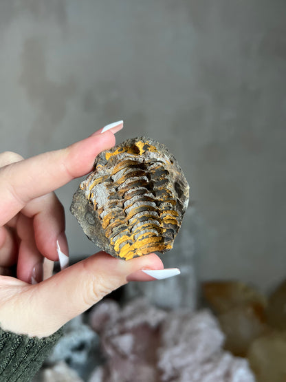 Trilobite Pair